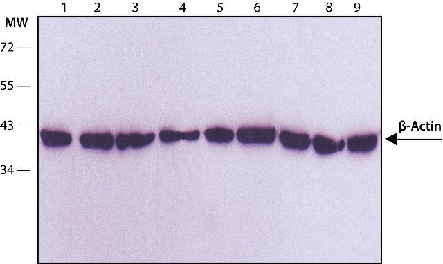 Western blot validation of a monoclonal antibody against β-actin (<a href="/product/sigma/a5316">A5316</a>). Constitutively-expressed proteins like β-actin, β-tubulin, GAPDH and others are often chosen as loading controls for quantitative Western blotting. The use of loading controls helps to ensure that apparent variations in target protein abundance are due to relevant biological variation, and not to inconsistencies in the amount of total protein loaded to the gel. The table below lists other sample- and condition-specific antibodies that are useful as WB loading controls. Western blot validation