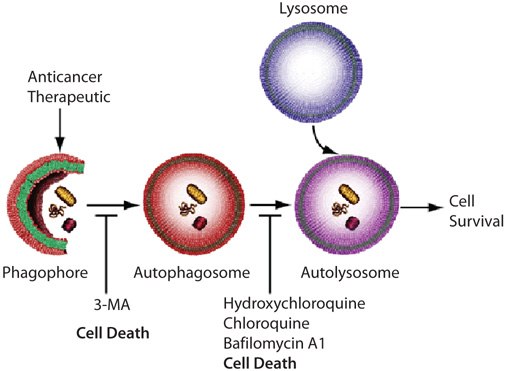 Autophagy in Cancer Autophagy in Cancer