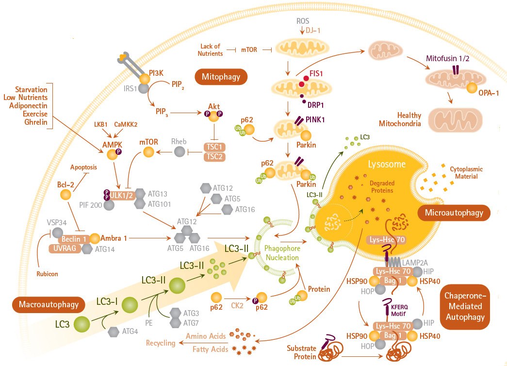 Pathways of Macro-, Micro-, and Chaperone-mediated Autophagy and Mitophagy Pathways of Macro-, Micro-, and Chaperone-mediated Autophagy and Mitophagy
