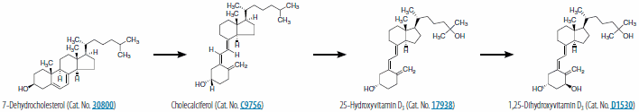 Sun-mediated synthesis of 1,25-dihydroxyvitamin D3. Product No. <a href="/product/sigma/30800">30800,</a> <a href="/product/sigma/C9756">C9756,</a> <a href="/product/sigma/17938">17938,</a> <a href="/product/sigma/D1530">D1530</a> Sun-mediated synthesis of 1,25-dihydroxyvitamin D3