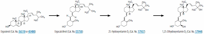 Synthesis of 1,25-dihydroxyvitamin D2. Product No. <a href="/product/sigma/E6510">E6510,</a> <a href="/product/sigma/45480">45480,</a> <a href="/product/sigma/E5750">E5750,</a> <a href="/product/sigma/17937">17937,</a> <a href="/product/sigma/17944">17944</a> Synthesis of 1,25-dihydroxyvitamin D2
