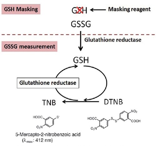 Principle of GSSG/GSH detection Principle of GSSG/GSH detection