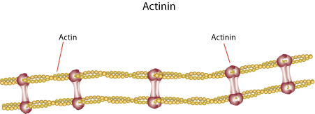 actinin