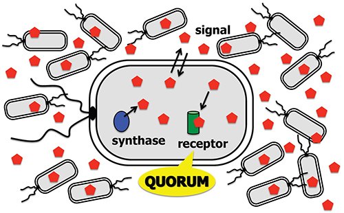 Quorum Sensing Modulators