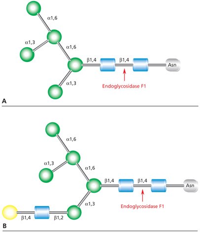 Cleavage site for Endoglycosidase F1 in <b>(A)</b> high mannose glycans and <b>(B)</b> hybrid glycans. Diagram showing the cleavage site for Endoglycosidase F1 (Endo F1) in both high mannose glycans and hybrid glycans.