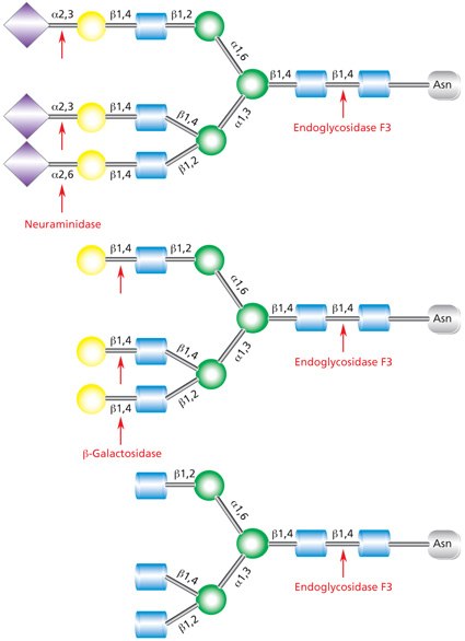 Cleavage site for Endoglycosidases F3 in complex triantennary glycan. Sequential degradation using the exoglycosidic enzymes neuraminidase (top) and β-galactosidase (middle) to remove terminal monosaccharides is shown. Diagram showing the cleavage site for Endoglycosidase F3 (Endo F3) in a complex triantennary glycan with sequential degradation by exoglycosidases neuraminidase and β-galactosidase.