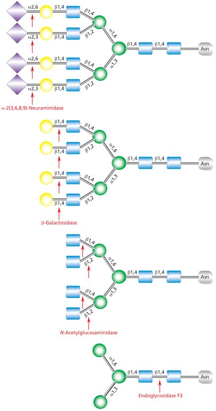 Sequential deglycosylation of complex tetraantennary glycan. The terminal monosaccharides are sequentially removed using the exoglycosidic enzymes neuraminidase (top), β- galactosidase (middle), and N-acetylglucosaminidase (bottom), until the trimannosyldiacetylchitobiose core remains for subsequent cleavage by Endo F3. Diagram showing the sequential deglycosylation of a complex triantennary glycan with exoglycosidases neuraminidase, β-galactosidase, and N-acetylglucosaminidase followed by subsequent cleavage by Endoglycosidase F3 (Endo F3).