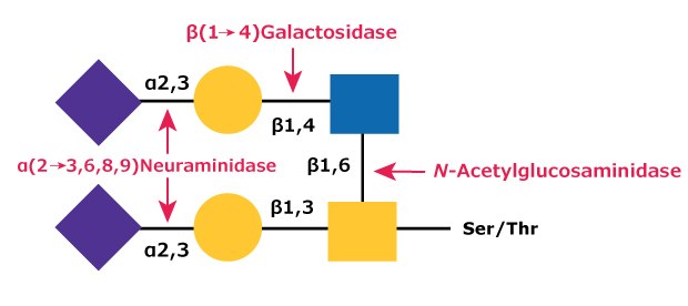 Diagram showing the removal of β(1→4)-galactose (Gal) residues using β(1→4)-galactosidase and removal of N-acetylglucosamine (GlcNAc) using N-acetylglucosaminidase.