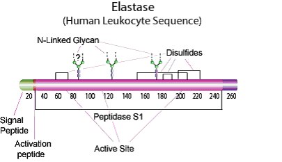 Elastase sequence Elastase sequence