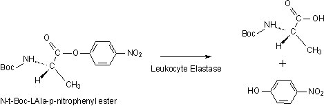 Elastase structure Elastase structure