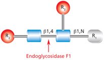 Cleavage site and structural requirements for Endoglycosidase F1.<br><br>R<sub>1</sub> = H or Asn<br>R<sub>2</sub> = Oligomannose or hybrid configuration<br>R<sub>3</sub> = H or α(1→6)fucose Diagram showing the cleavage site and structural requirements for Endoglycosidase F1 (Endo F1) with the N-linked diacetylchitobiose glycan core.