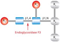 Cleavage site and structural requirements for Endoglycosidase F3.<br><br>R<sub>1</sub> = N- and C-substitution by groups other than H<br>R<sub>2</sub> = Biantennary or triantennary complex oligosaccharide or trimannosyl (Man3) core<br>R<sub>3</sub> = H or α(1→6)fucose<br>R<sub>4</sub> = Asn (Asn or H if fucosylated at R<sub>3</sub>) Diagram showing the cleavage site and structural requirements for Endoglycosidase F3 (Endo F3) with the N-linked diacetylchitobiose glycan core.