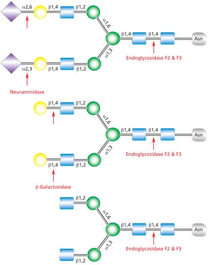 Cleavage site for Endoglycosidases F2 and F3 in a complex biantennary glycan. Sequential degradation using the exoglycosidic enzymes neuraminidase (top) and β-galactosidase (middle) to remove terminal monosaccharides is shown. Diagram showing the cleavage site for Endoglycosidase F2 (Endo F2) and Endoglycosidase F3 (Endo F3) in a complex biantennary glycan with sequential degradation by exoglycosidases neuraminidase and β-galactosidase.