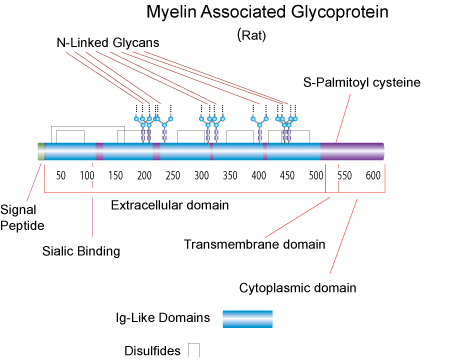 myelin-associated myelin-associated