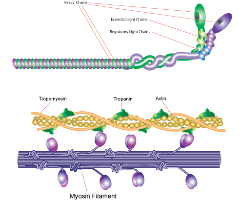 Myosin Myosin