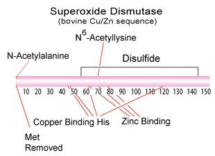 Superoxide Dismutase Structure