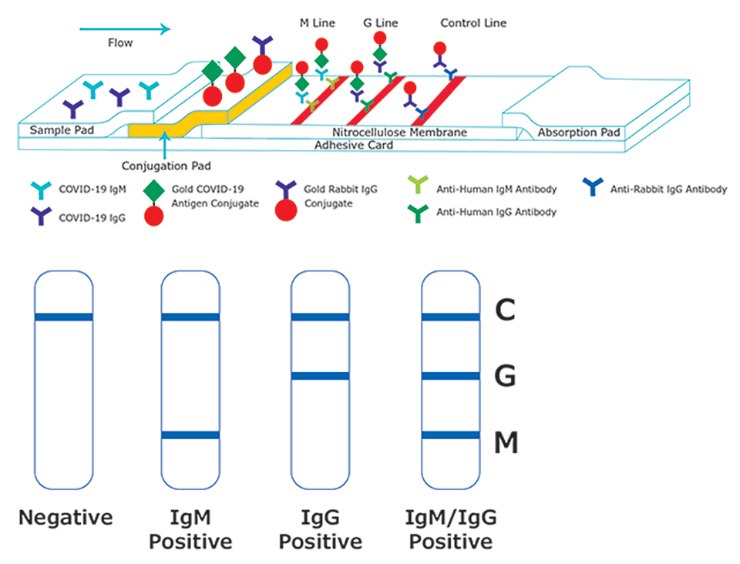 Anti-Human Antibodies for SARS-CoV-2 Immunoglobulin Detection in Serology Assays Anti-Human Antibodies for SARS-CoV-2 Immunoglobulin Detection in Serology Assays