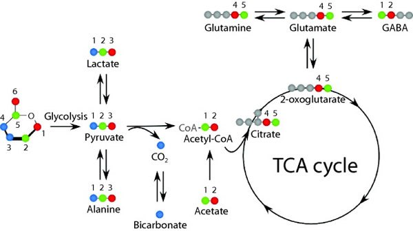 Central metabolic pathways
