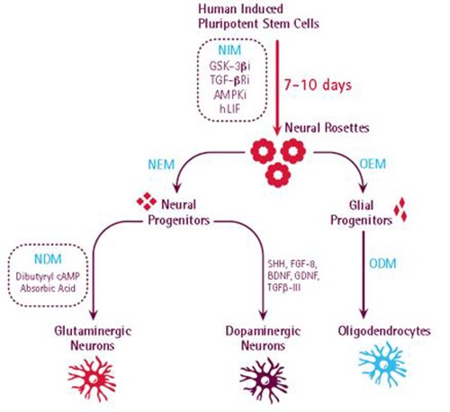 Workflow showing all steps in iPS cell generation
