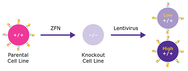 Tumor associated antigen cell lines
