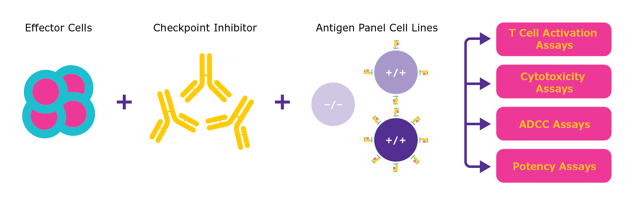 Effector Cells plus Checkpoint Inhibitor plus Antigen Panel Cell Lines