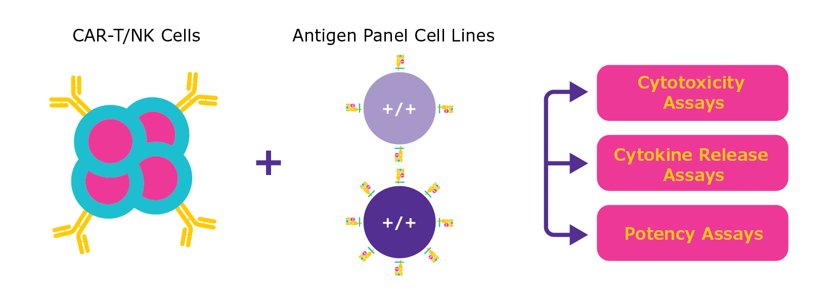 CAR-T/NK Cells plus Antigen Panel Cell Lines
