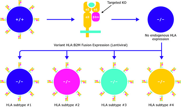 Monoallelic HLA Panel Cell Lines