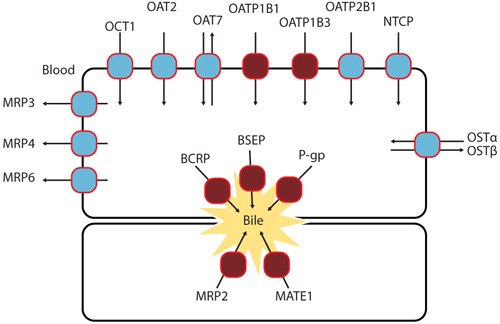 Common uptake and efflux transporters in human liver Common uptake and efflux transporters in human liver