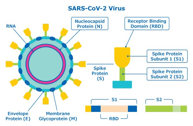 Antigenic proteins of the SARS-CoV-2 coronavirus including spike proteins, envelope protein, membrane glycoprotein, nucleocapsid protein, and receptor binding domain.
