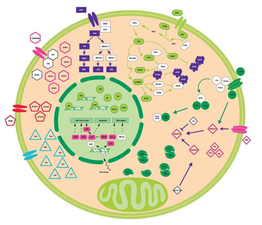 General overview of cancer and metastasis signaling pathways which can be easily analyzed through multiplexing with MILLIPLEX® multiplex immunoassays.