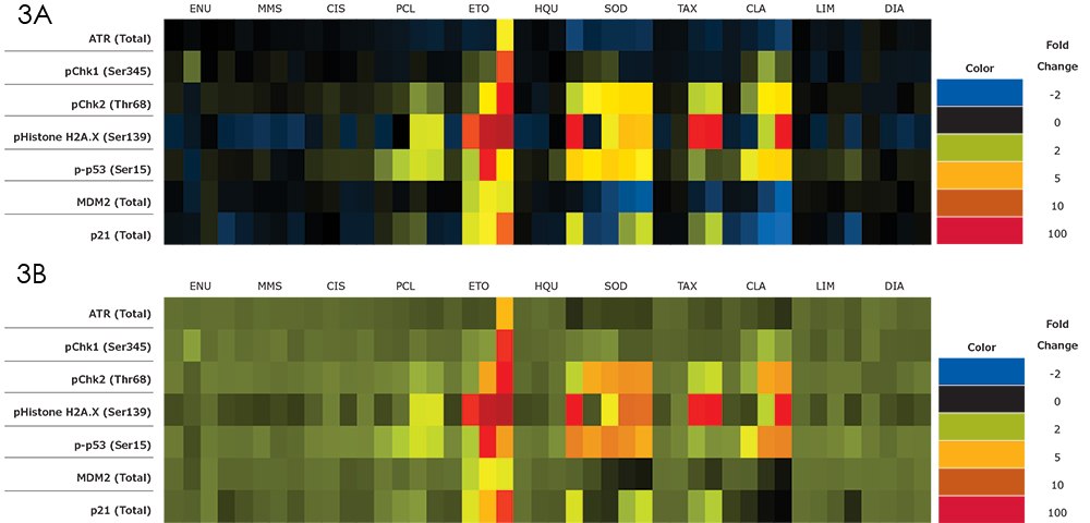 Changes in DNA damage response based on genotoxic and non-genotoxic compound dose changes in HEK293 cells. Analytes include total ATR, pChk1, pChk2, pH2A.X, p-p53, total MDM2, and total p21. / Changes in DNA damage response based on genotoxic and non-genotoxic compound dose changes in HepG2 cells. Analytes include total ATR, pChk1, pChk2, pH2A.X, p-p53, total MDM2, and total p21.