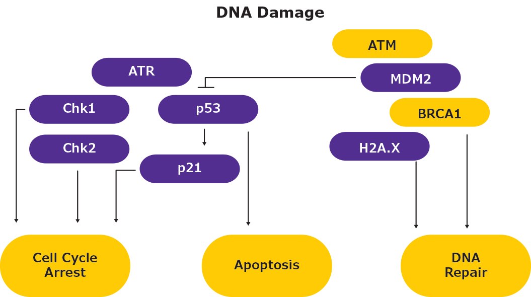 Simplified schematic showing the DNA damage/genotoxicity pathway and cell cycle arrest, apoptosis, and DNA repair. Analytes highlighted include ATR, ATM, MDM2, BRCA1, H2A.X, Chk1, Chk2, p53, and p21.