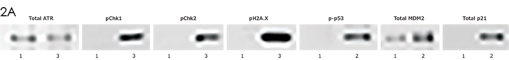 Immunoprecipitation (IP) and Western blot genotoxicity analysis of total ATR, pChk1, pChk2, pH2A.X, p-p53, total MDM2, and total p21.