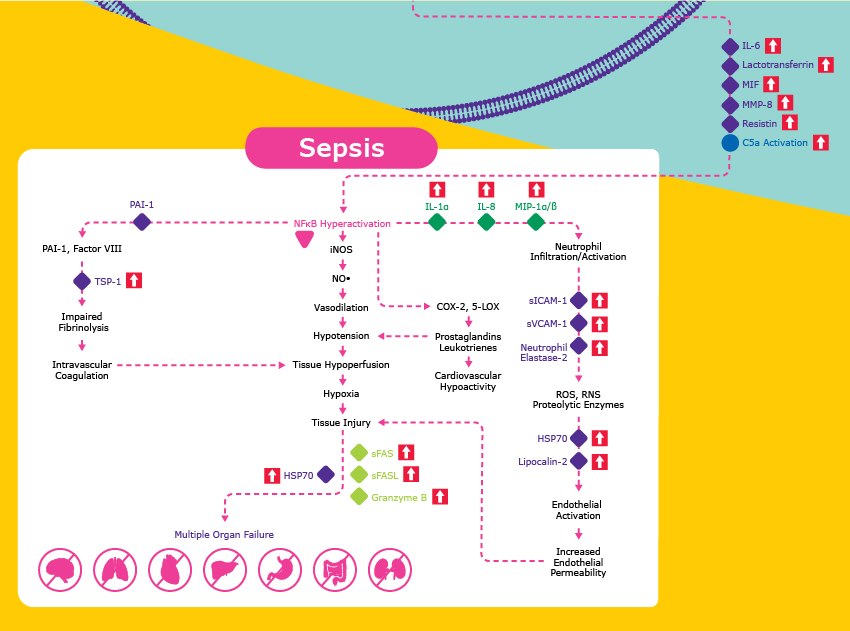 Signaling involved with the sepsis pathway from neutrophil activation, tissue injury, multiple organ failure, and more. This is stimulated by increased IL-6, Lactotransferrin, MIF, MMP-8, Resistin, and C5a activation.