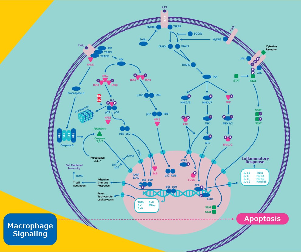 Cell signaling involved with the inflammatory response pathway. This includes stimulation of IL-1β, IL-6, IL-8, IL-12, TNFα, MIP1α, MIP1β, and RANTES.