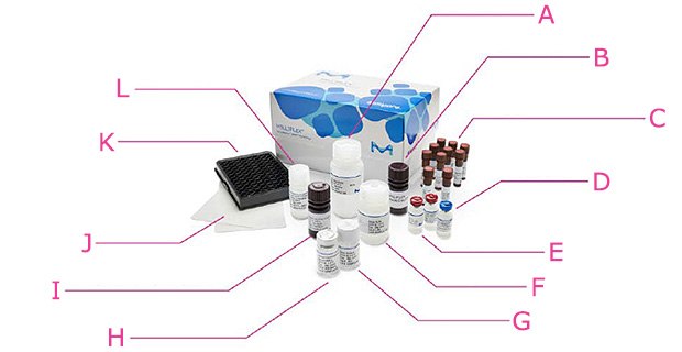 Image showing the components included in every quantitative MILLIPLEX® multiplex kit, including 10X wash buffer, mixing bottle, magnetic beads, standard, controls, assay buffer, bead diluent, serum matrix, SAPE, plate sealers, 96-well plate, and detection antibody cocktail.