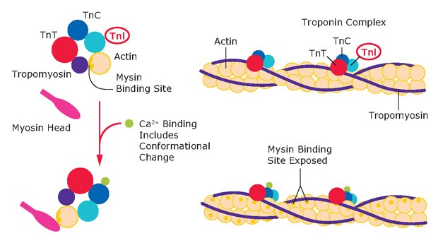 Cardiac Troponin Complex The cardiac troponin complex consists of Troponin- I (TnI), Troponin-T (TnT), and Troponin-C (TnC). These act as a complex that binds to tropomyosin and actin myofibrils. The troponin complex regulates muscle contraction via conformational changes that are induced after calcium binding.