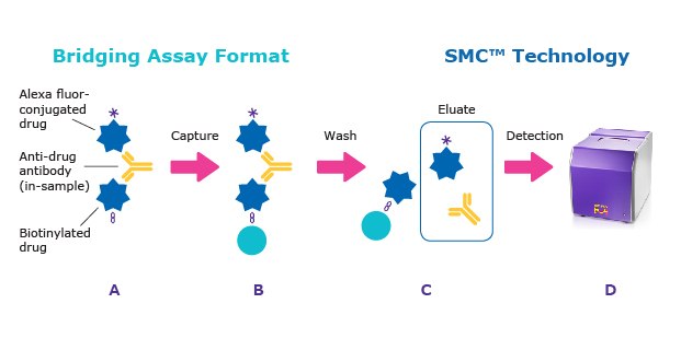 Illustration of the typical immunogenicity ADA bead-based assay workflow.