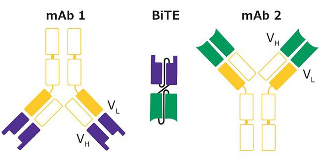 Formation of Bispecific T Cell Engager (BiTE®)