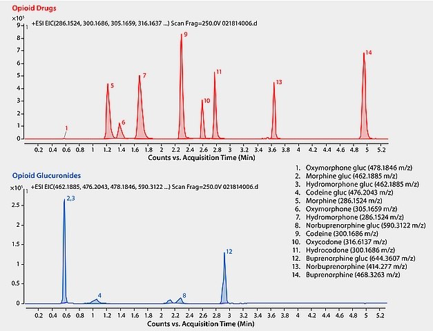 LC/MS Analysis of Opioid Glucuronide Metabolites in Urine LC/MS Analysis of Opioid Glucuronide Metabolites in Urine