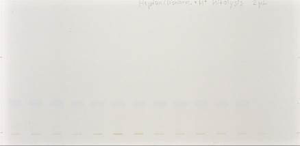 Developed plate under white light Developed plate under white light