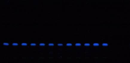 Developed plate at 366 nm Developed plate at 366 nm