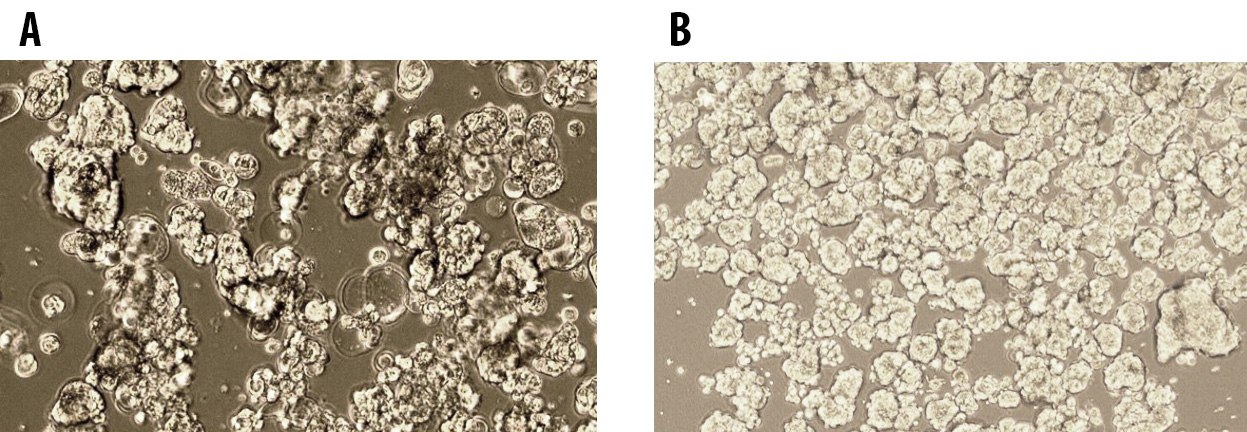 Tumorsphere formation of MCF7 Breast Cancer Cells at Passage 1 (A) and Passage 5 (B) cultured in 3dGRO™ Spheroid Medium. Figure 2 MCF