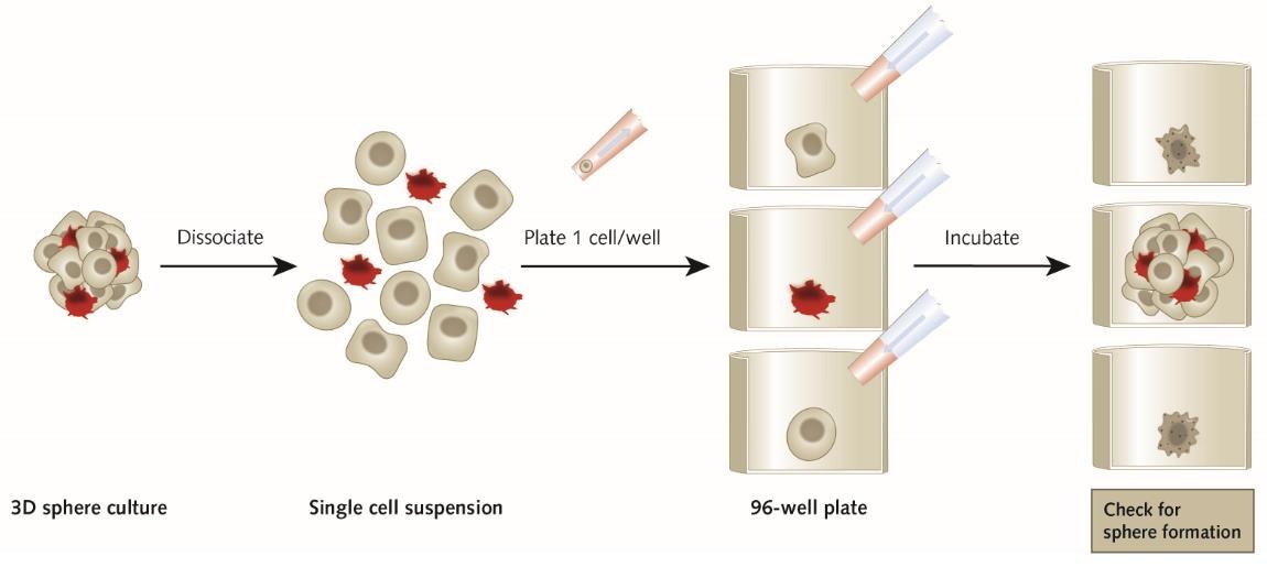 Overview of the spheroid formation assay protocol. Overview of the spheroid formation assay protocol