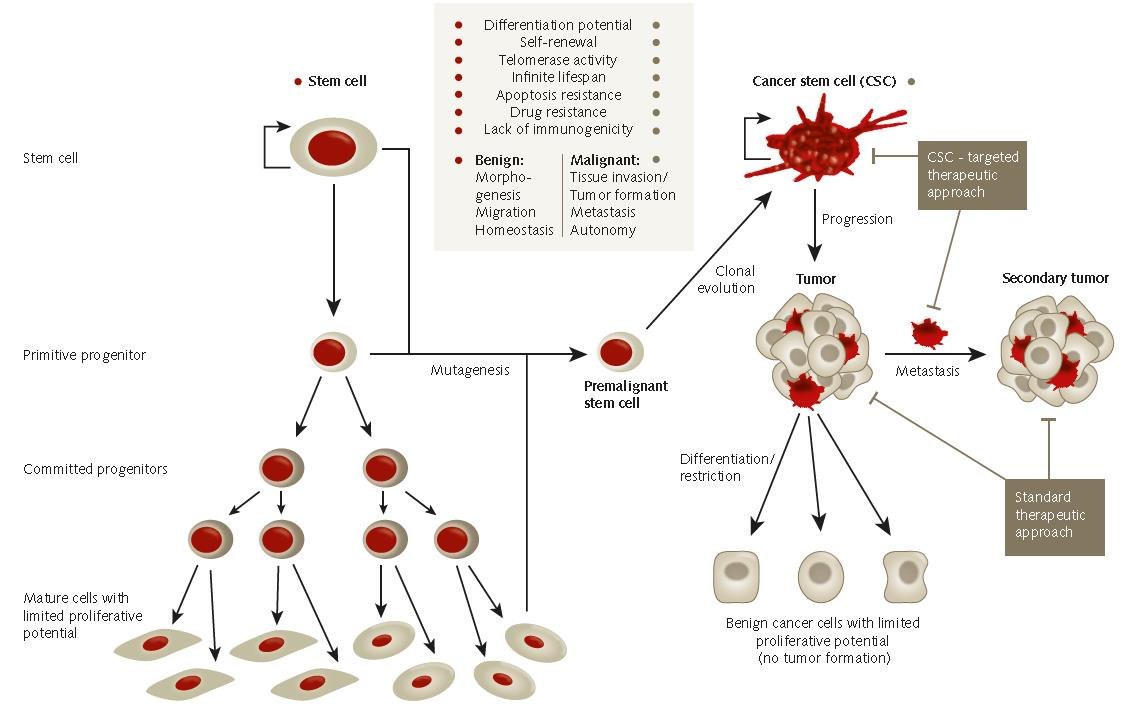 <b>The cancer stem cell hypothesis</b>. The in vitro spheroid formation assay is a common assay used to measure the self-renewal and multipotent nature of the cancer stem cell subpopulations within a tumor or cancer cell line. The cancer stem cell hypothesis