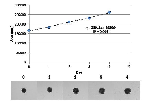 Spheroid growth of MDA-MB-231 breast cancer cells. Cells were seeded at 3,000 cells/well in the presence of spheroid formation ECM and incubated for 72 hours at 37 °C, 5% CO2 to induce spheroid formation. At that time, 50 µL of complete medium was added to each well, and spheroids were incubated at 37 °C, 5% CO2. Spheroids were photographed every 24 hours and images were analyzed using ImgaJ software. Spheroid growth of MDA-MB-231 breast cancer cells.