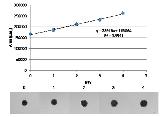 Spheroid Growth of MDA-MB-231 breast cancer cells.