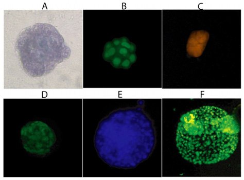 Three-Dimensional Cellular Structures. Staining of MCF-10A cells after sixteen days is 3-D Culture Matrix™ RGF BME with: <strong>A)</strong> Cell Staining Kit (structural), <strong>B)</strong> SYBR<sup>®</sup> Green (nuclear), and <strong>C)</strong> MitoShift™ (mitochondrial potential); and staining of PC-3 cells after twelve days in3-D Culture Matrix™ RGF BME with: <strong>D)</strong> Calcein AM (cell viability), <strong>E)</strong> CPA dye 1 (nuclear) and <strong>F)</strong> Depsipher™ (mitochondrial potential) Three-Dimensional Cellular Structures.