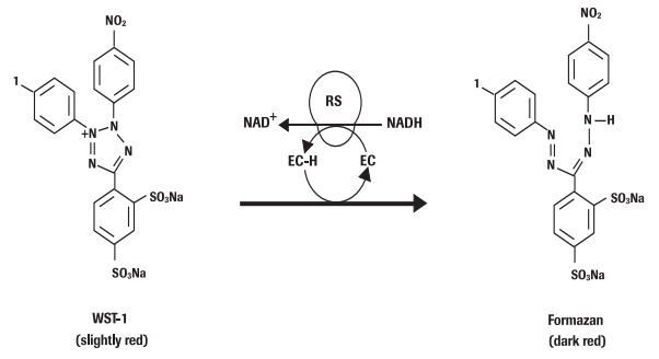 Cleavage of tetrazolium salt