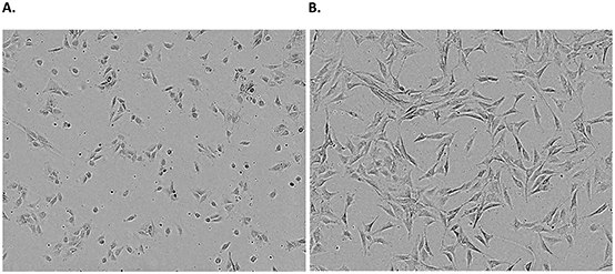 Examples of an adherent cell line. NIH 3T3 cells 24 hours <b>(A)</b> and 72 hours <b>(B)</b> post freeze/thaw show typical adherent fibroblastic morphology. Confluence should carefully be monitored and passaged when cells reach ~80% confluency Adherent cell line